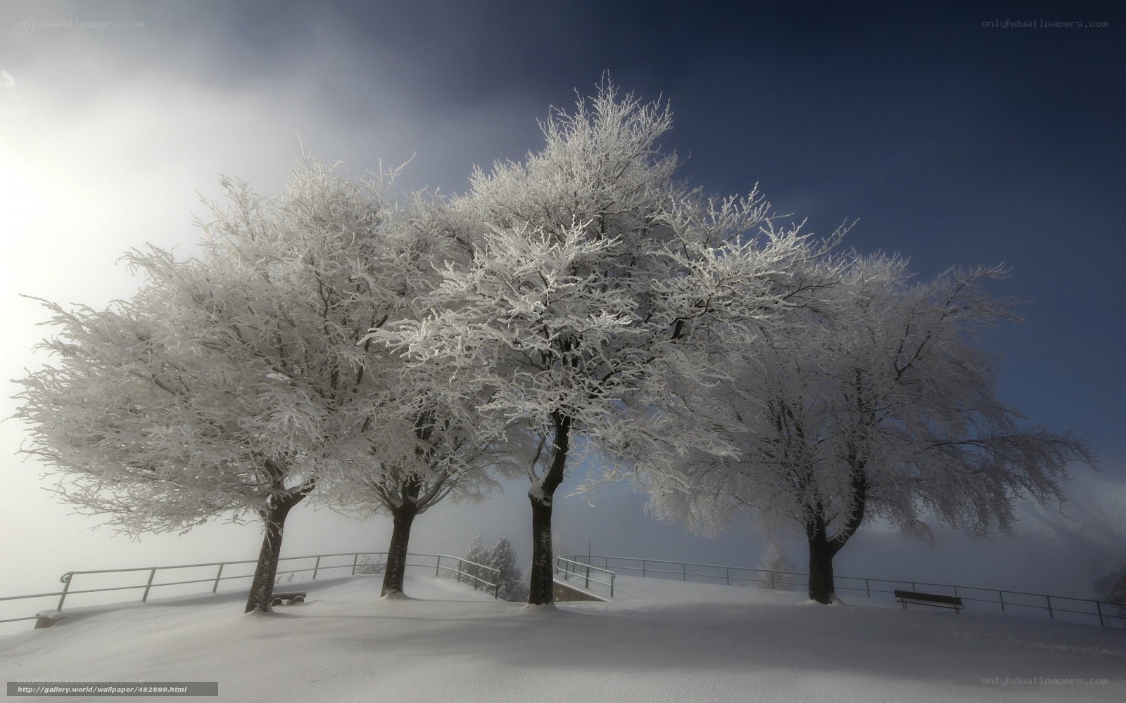 Frost-covered trees in winter