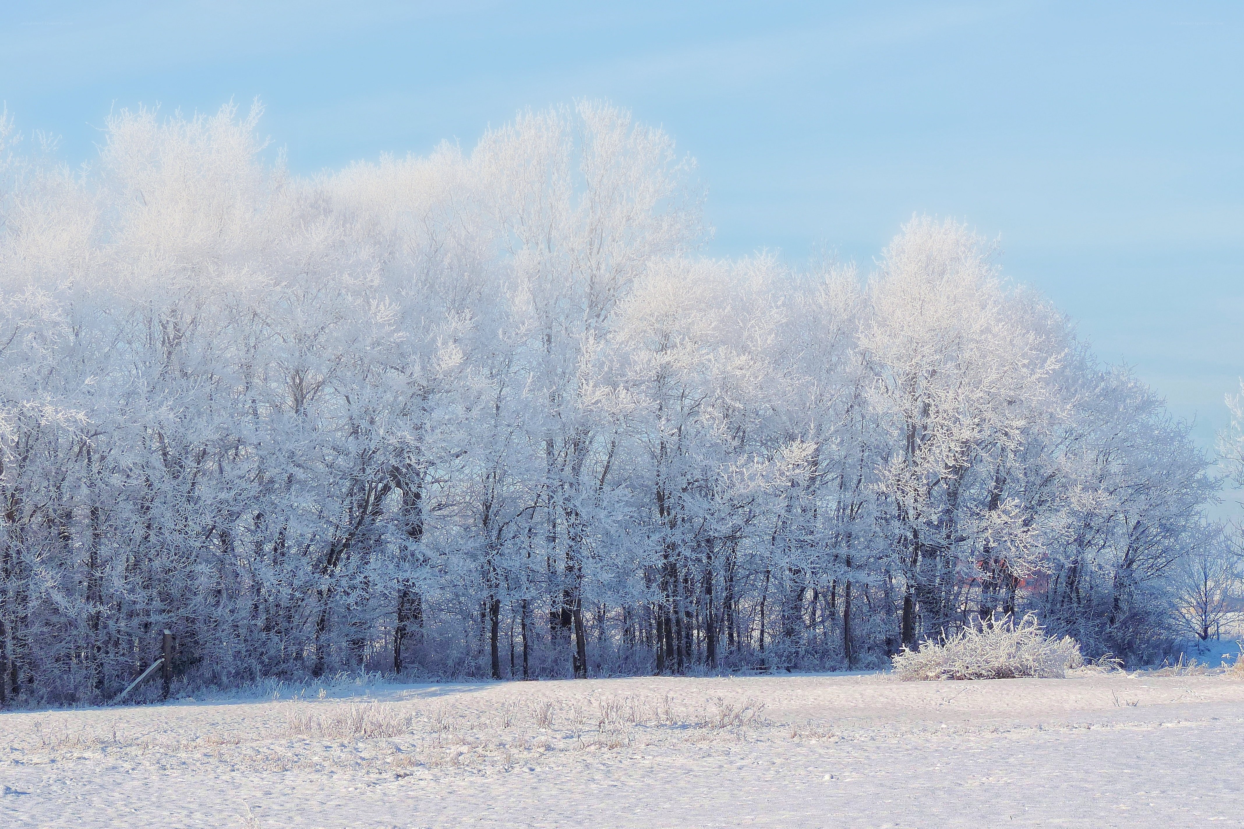 frost-covered trees in winter