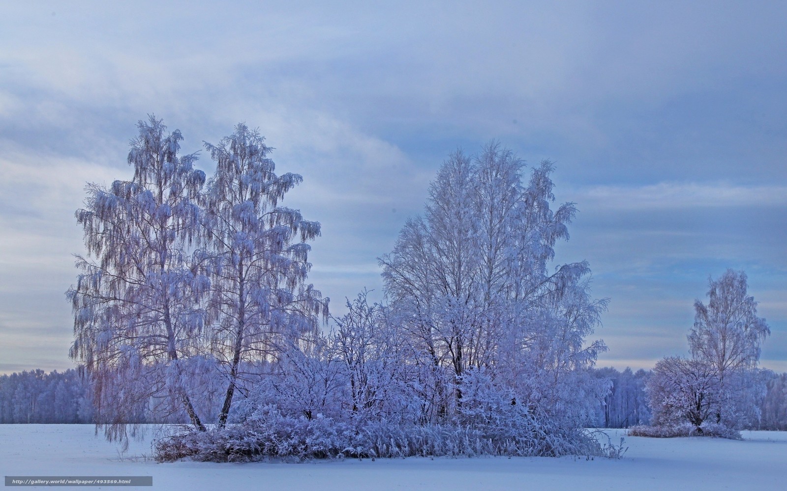 Frost-covered trees in winter