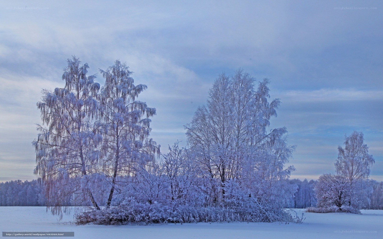 Frost-covered trees in winter
