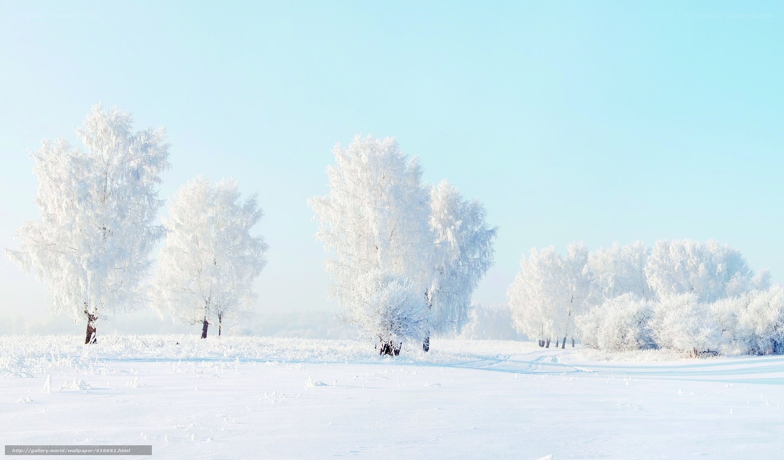frost-covered trees in winter