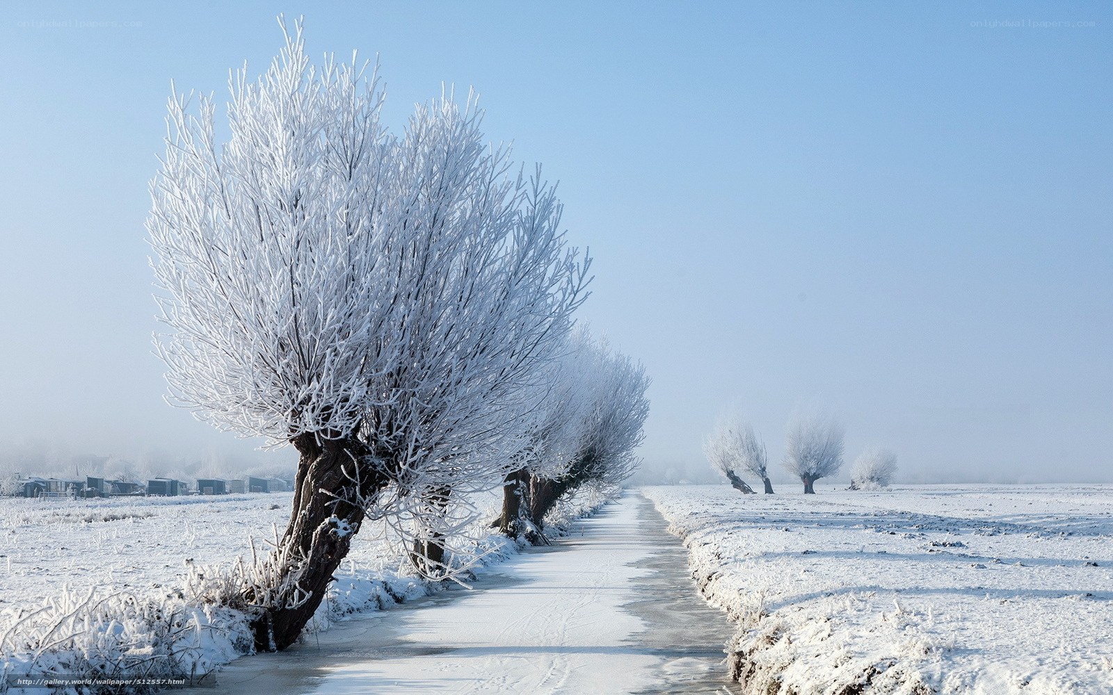 Frost-covered trees in winter