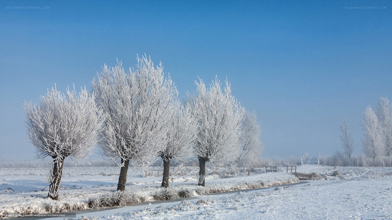 Frost-covered trees in winter
