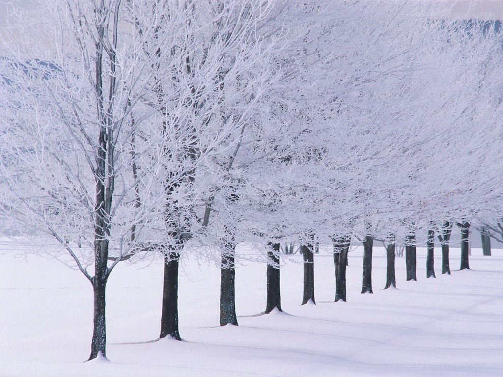 Frost-covered trees in winter