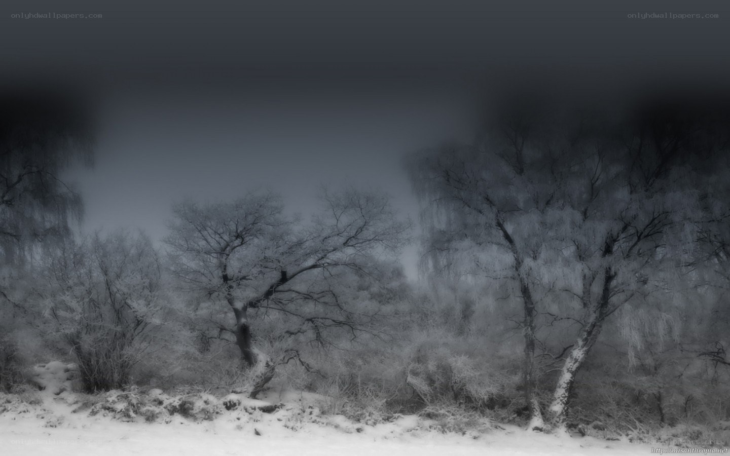 frost-covered trees in winter