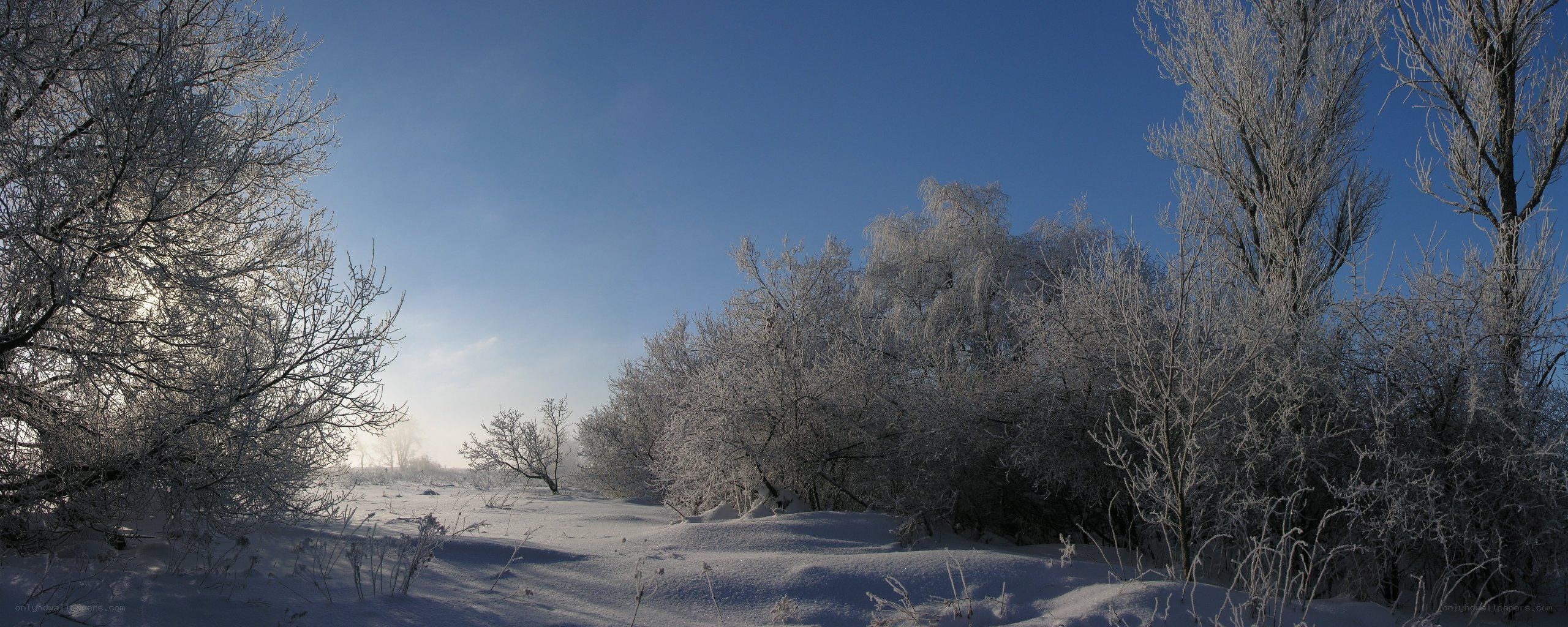 frost-covered trees in winter