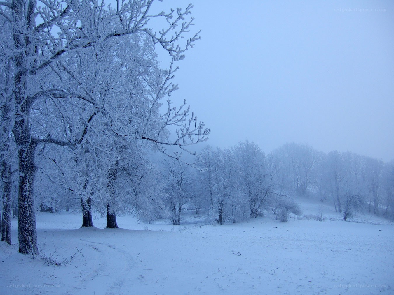 Frost-covered trees in winter