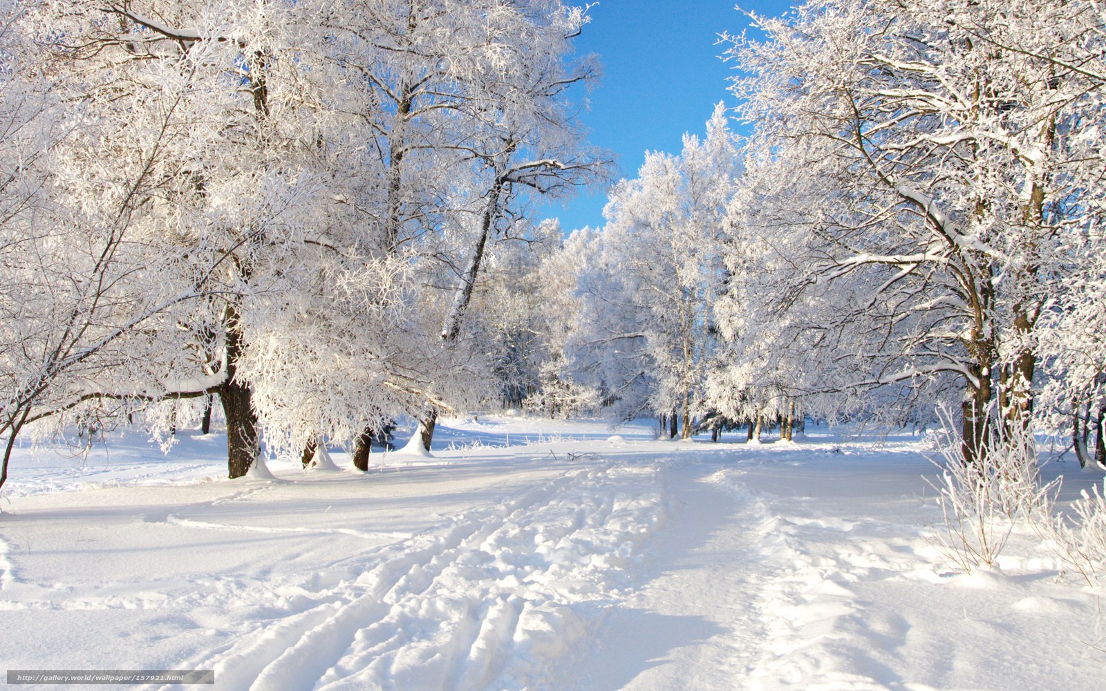 frost-covered trees in winter