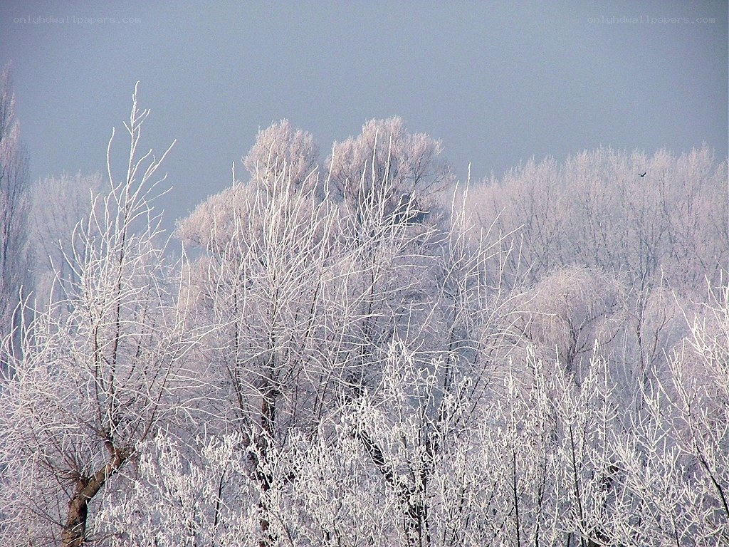 frost-covered trees in winter