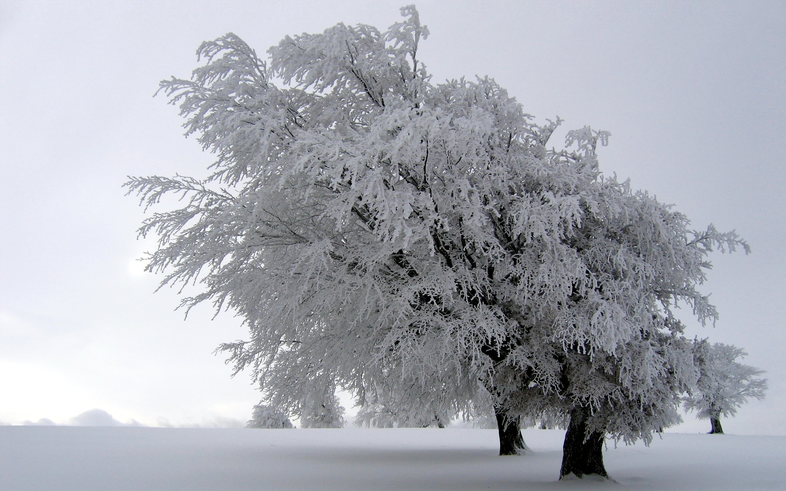 Frost-covered trees in winter