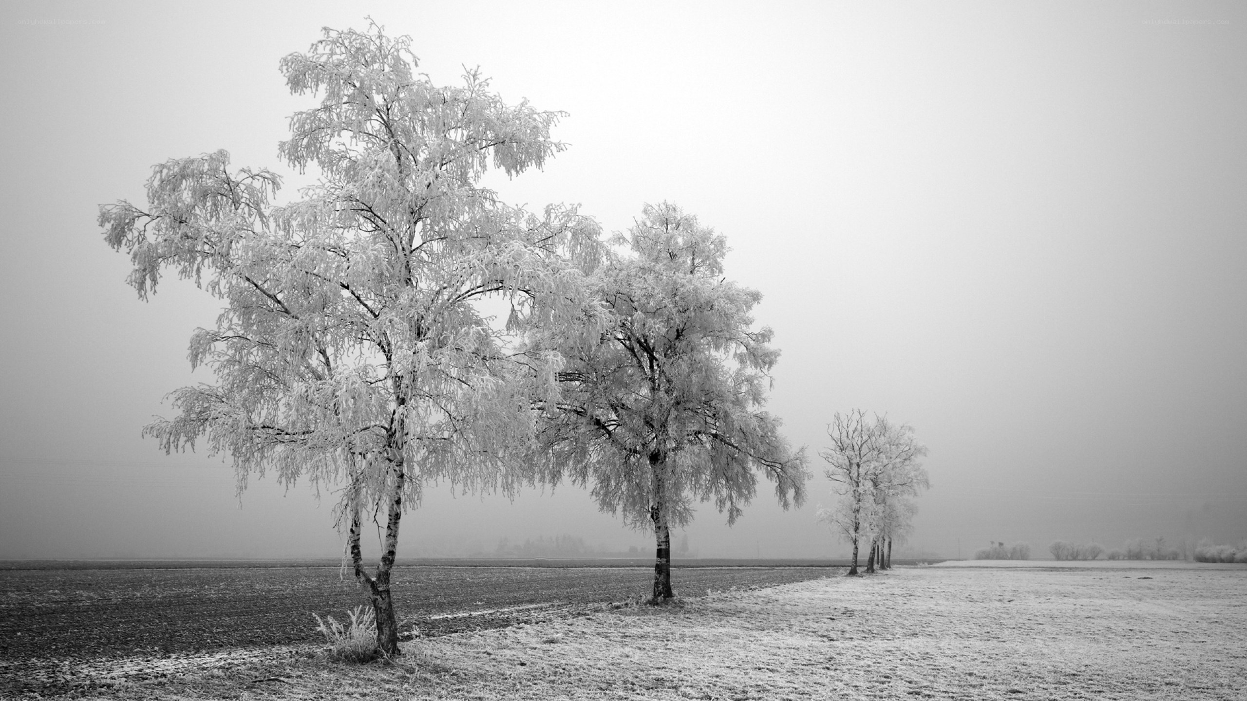 Frost-covered trees in winter
