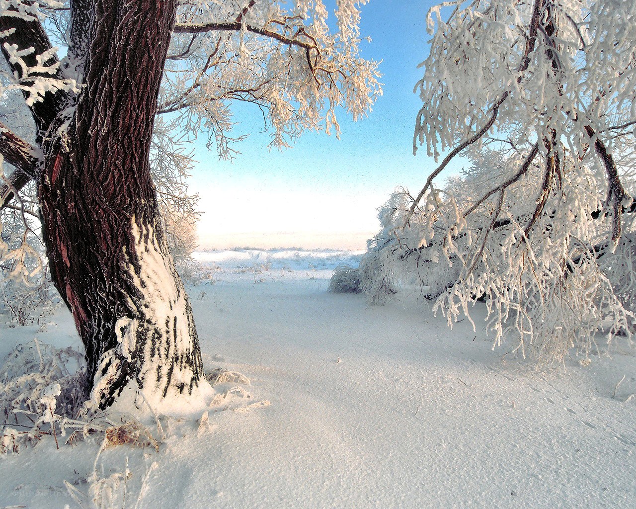 Frost-covered trees in winter