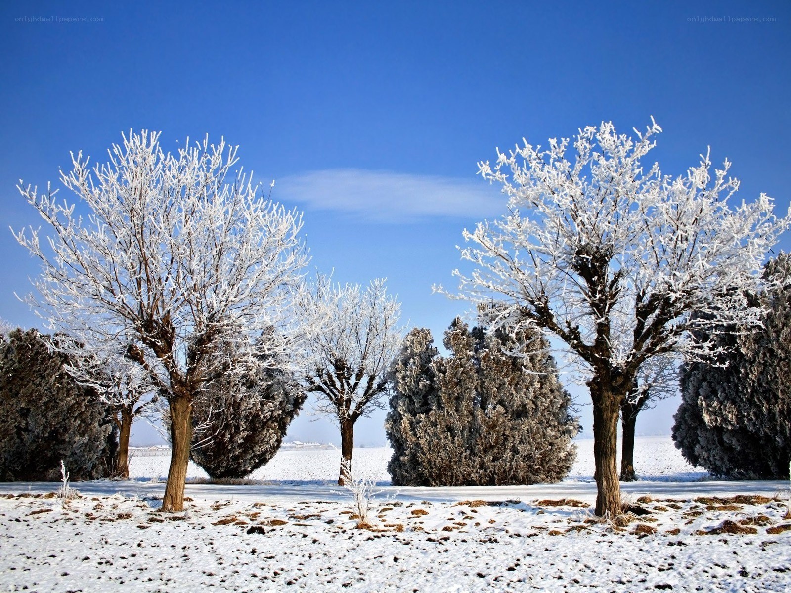 Frost-covered trees in winter