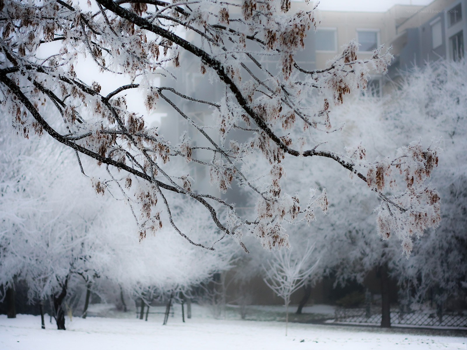 Frost-covered trees in winter