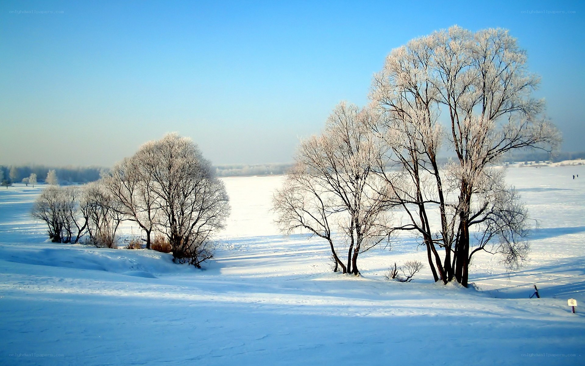 frost-covered trees in winter