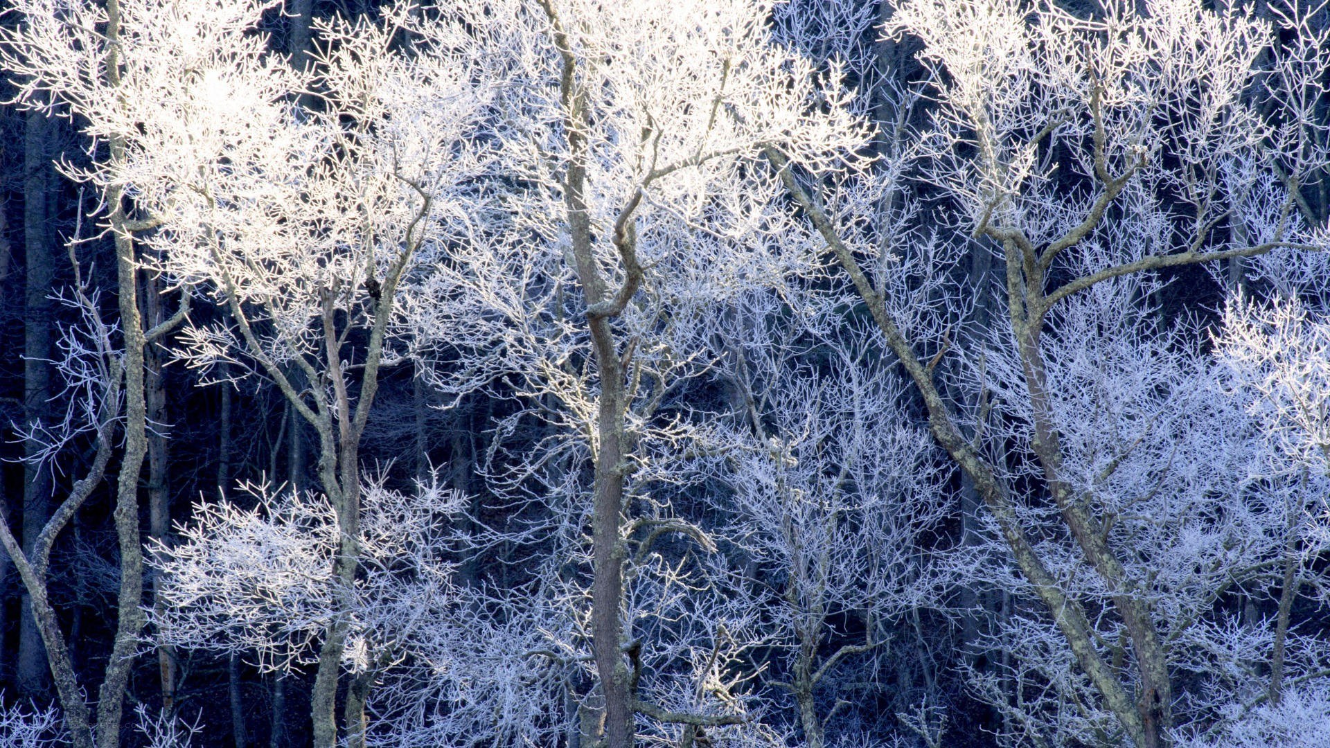 Frost-covered trees in winter
