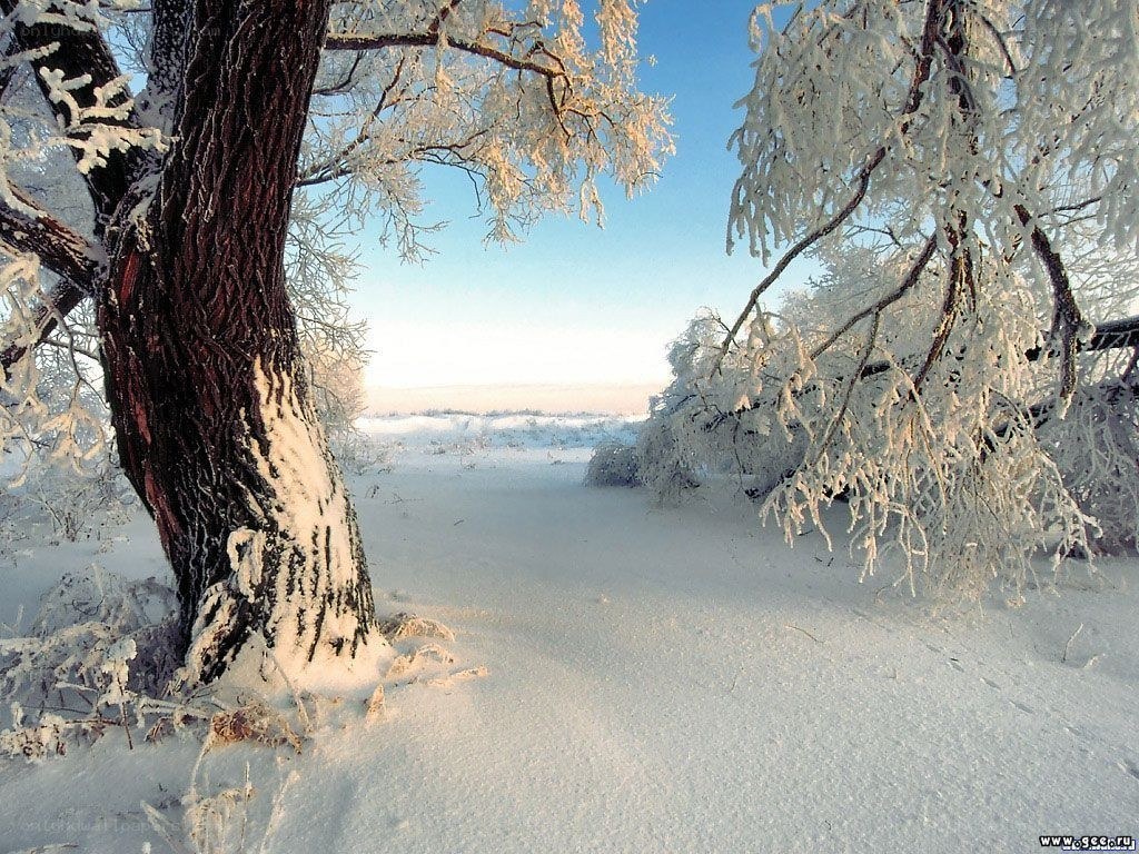 frost-covered trees in winter