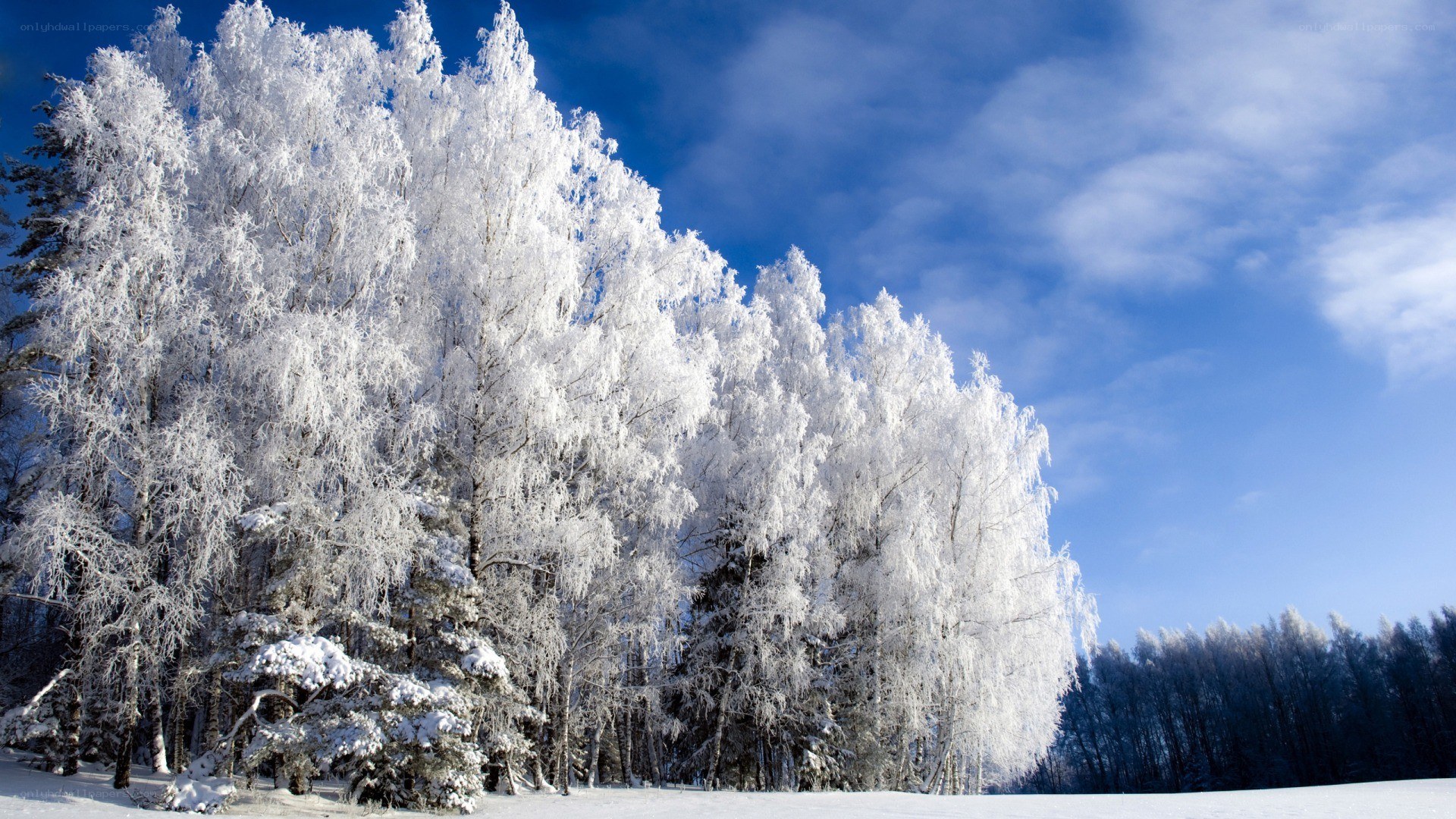 Frost-covered trees in winter