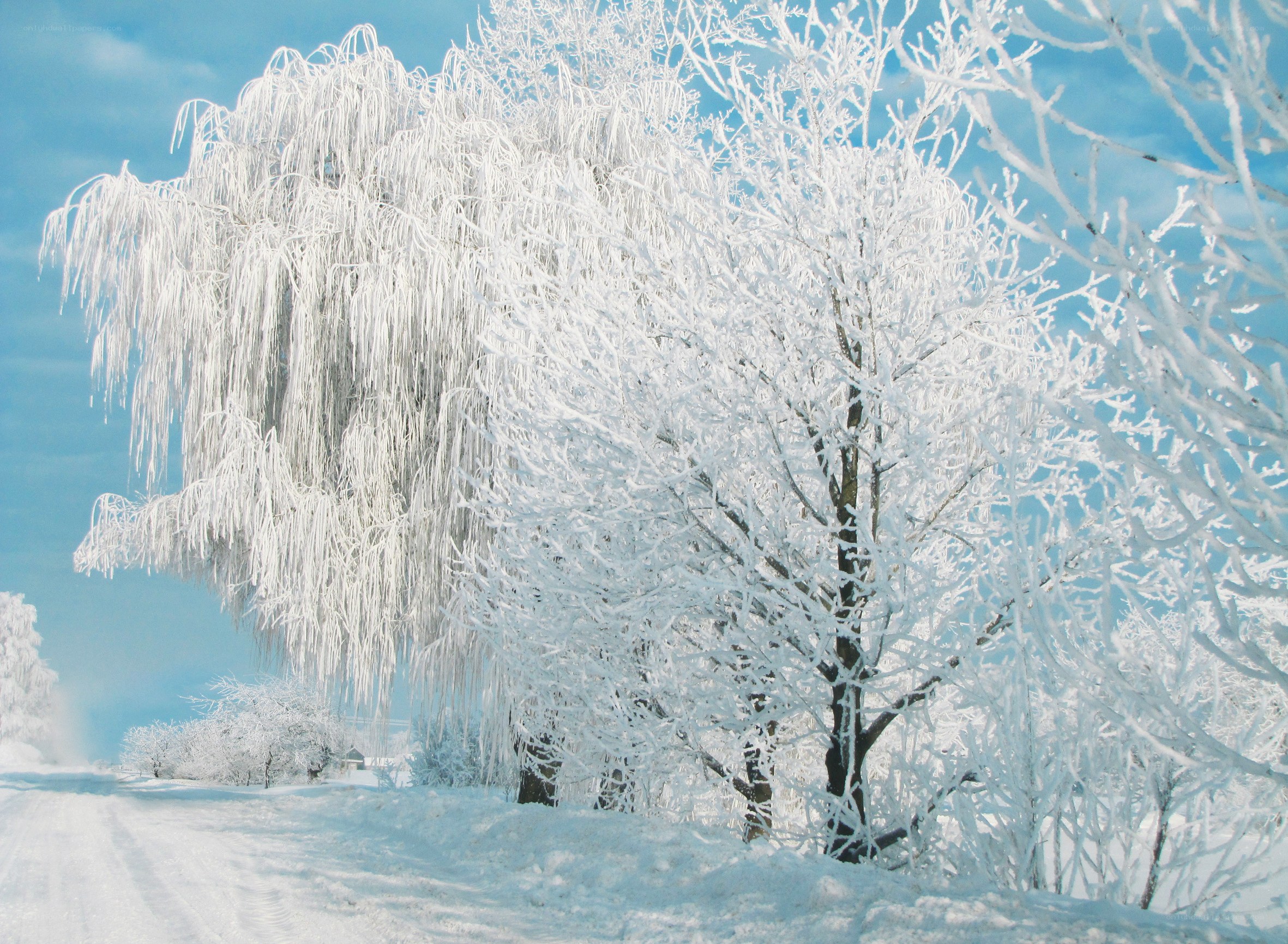Frost-covered trees in winter