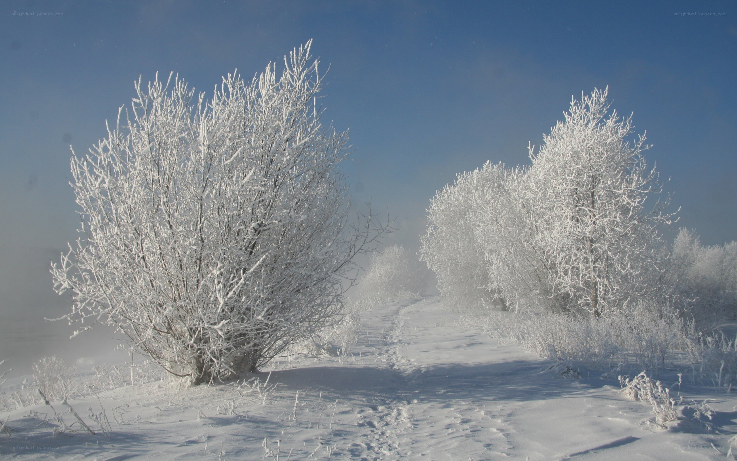 frost-covered trees in winter