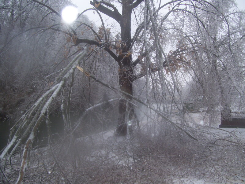 Frost-covered trees in winter