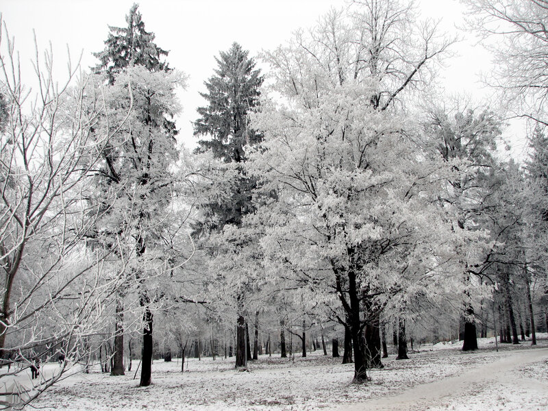 Frost-covered trees in winter