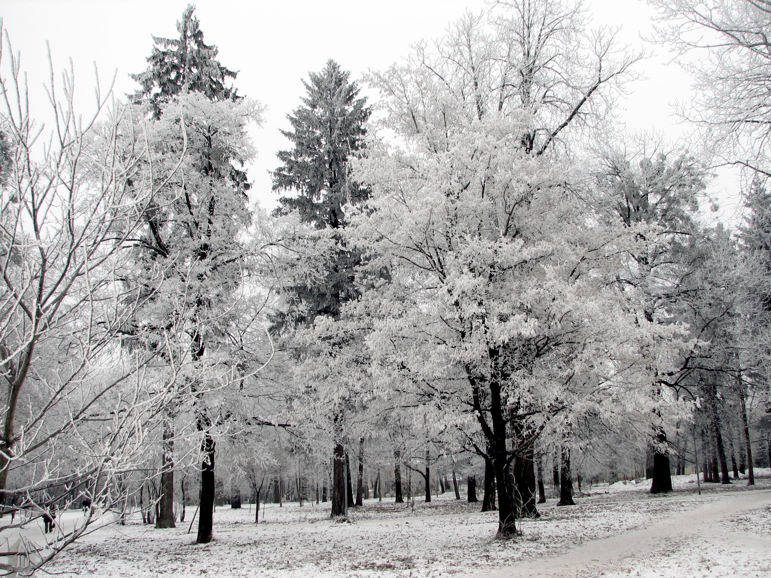 Frost-covered trees in winter
