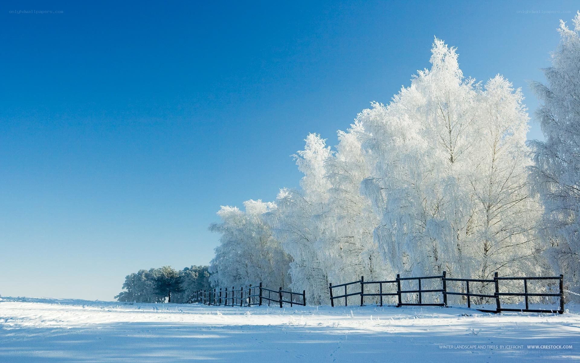 frost-covered trees in winter