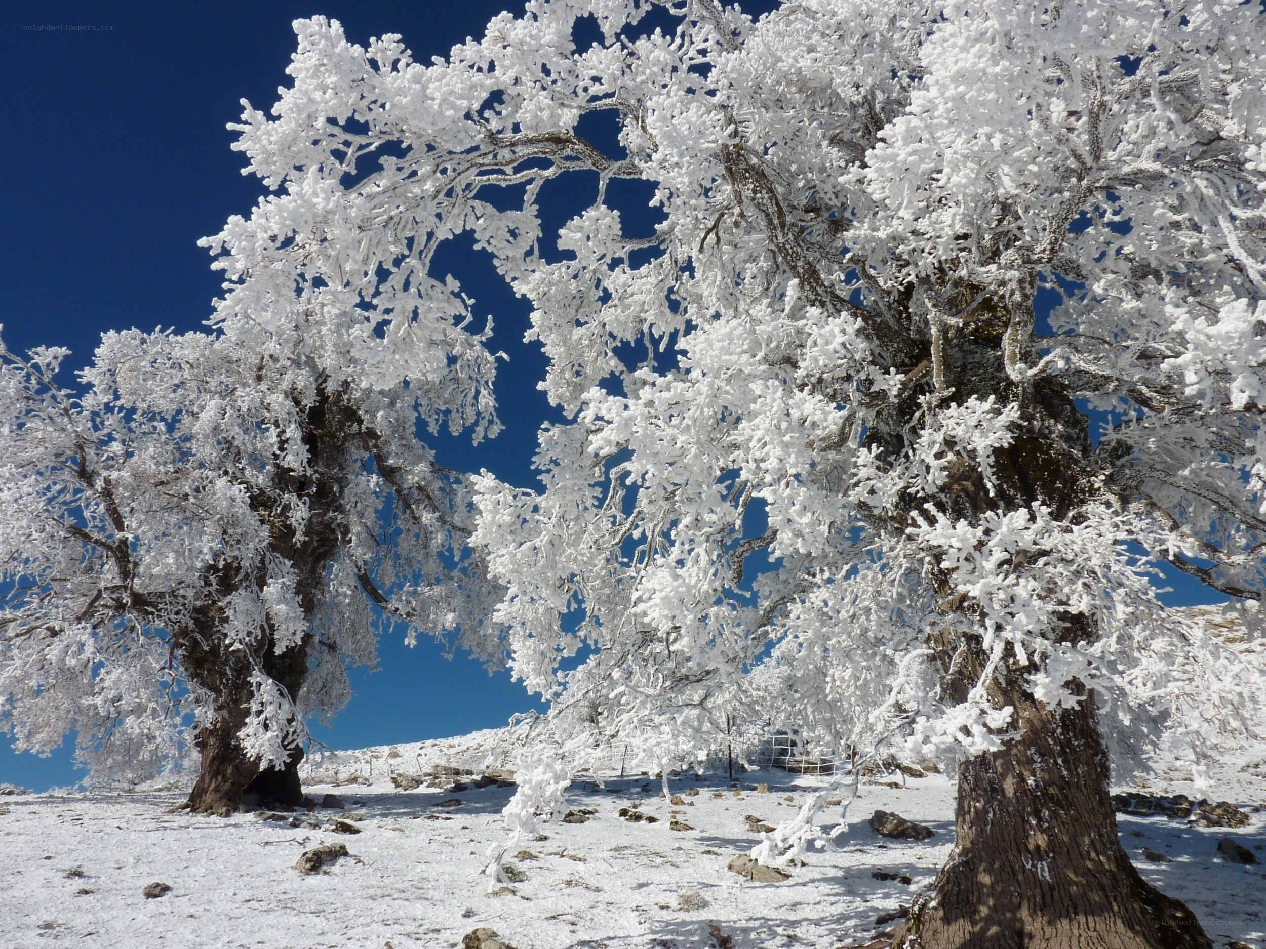 Frost-covered trees in winter
