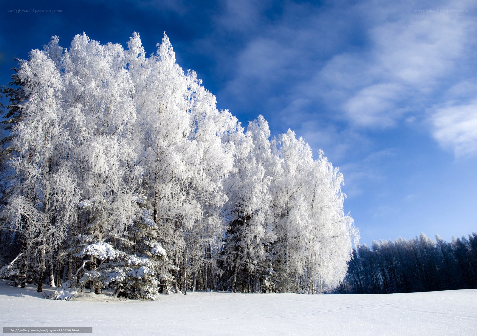 Frost-covered trees in winter