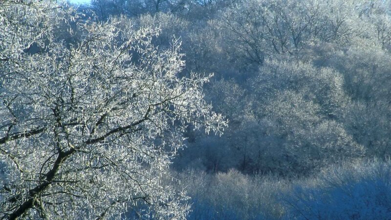 frost-covered trees in winter