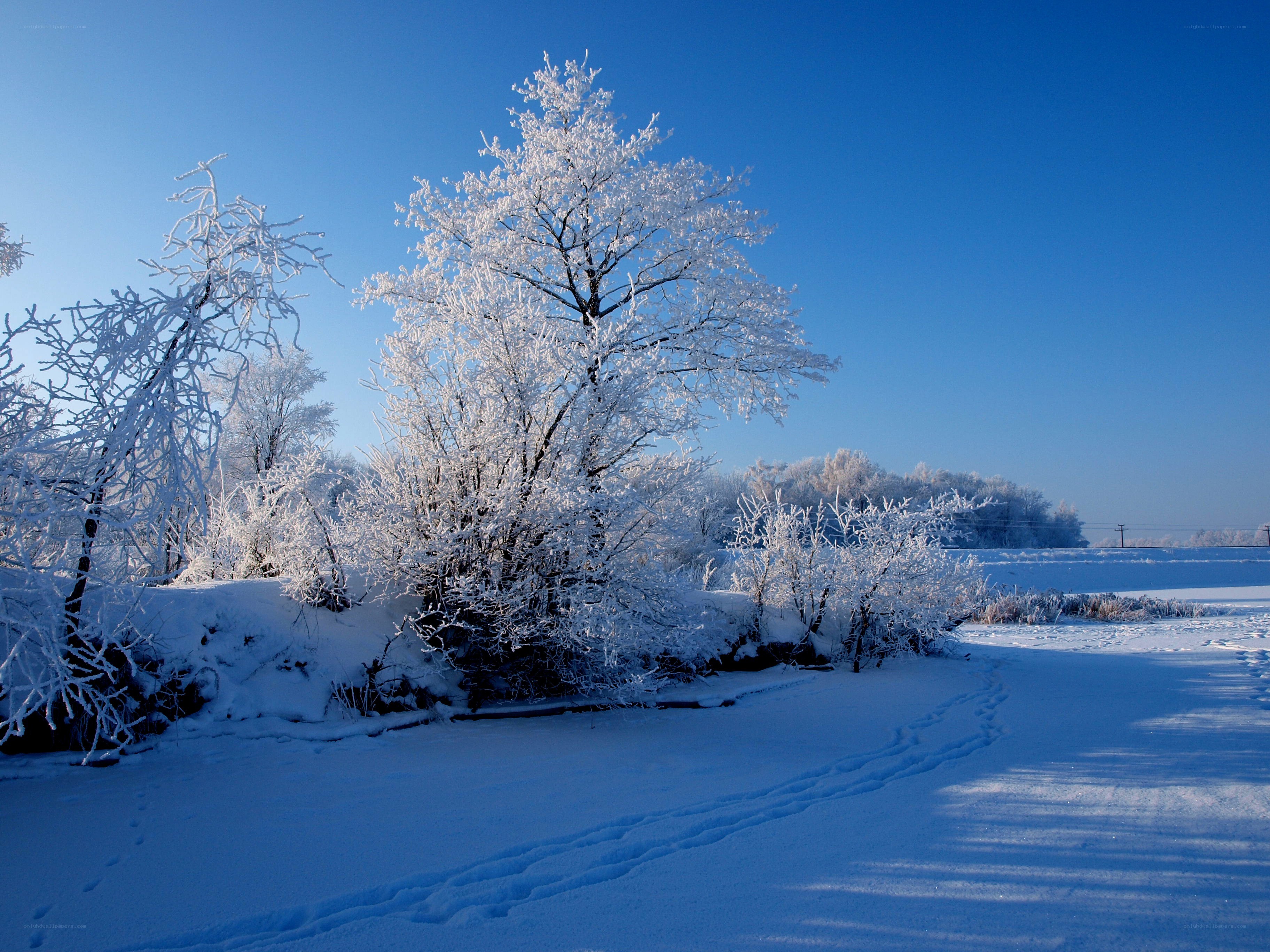 Frost-covered trees in winter