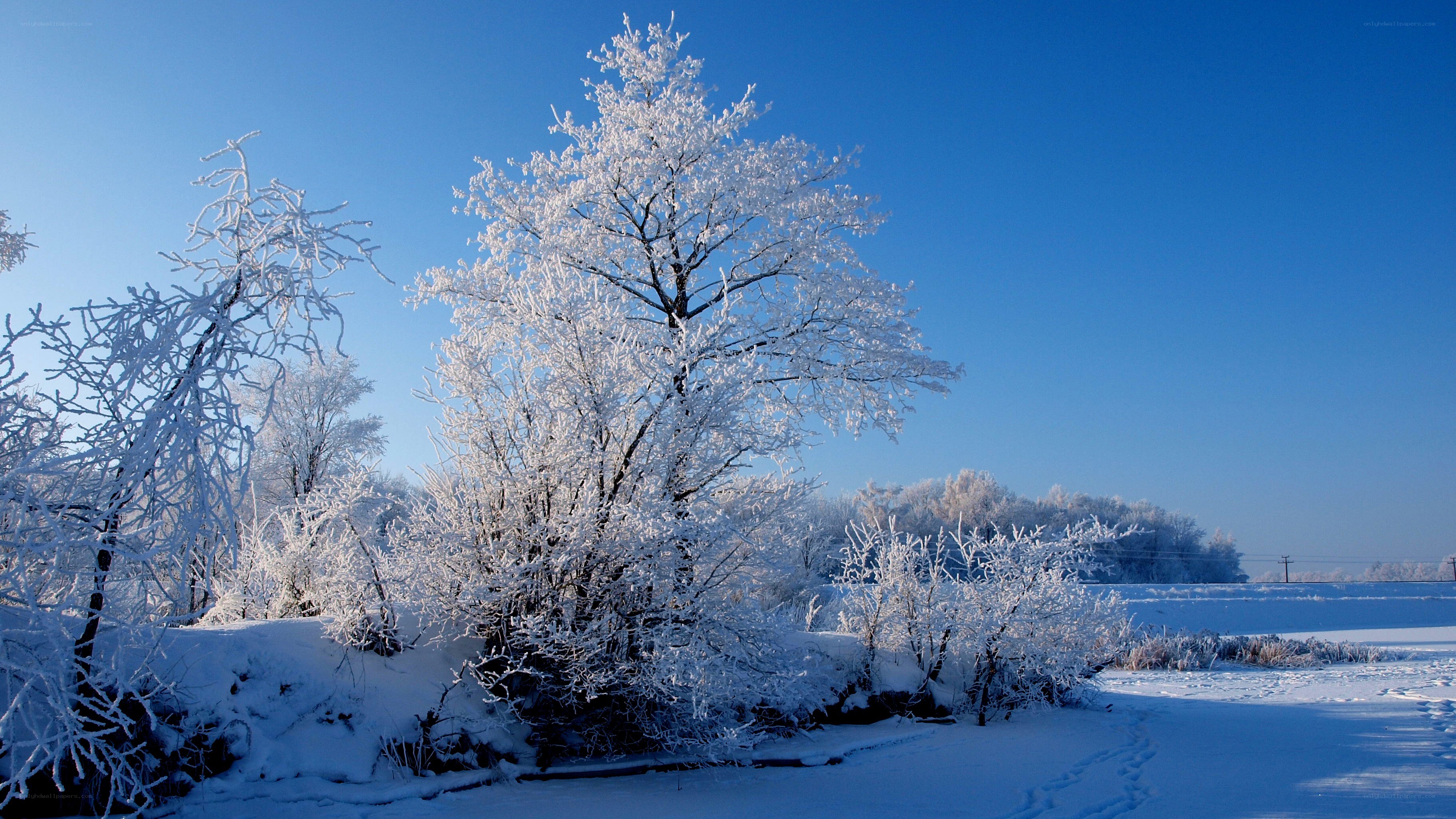 Frost-covered trees in winter