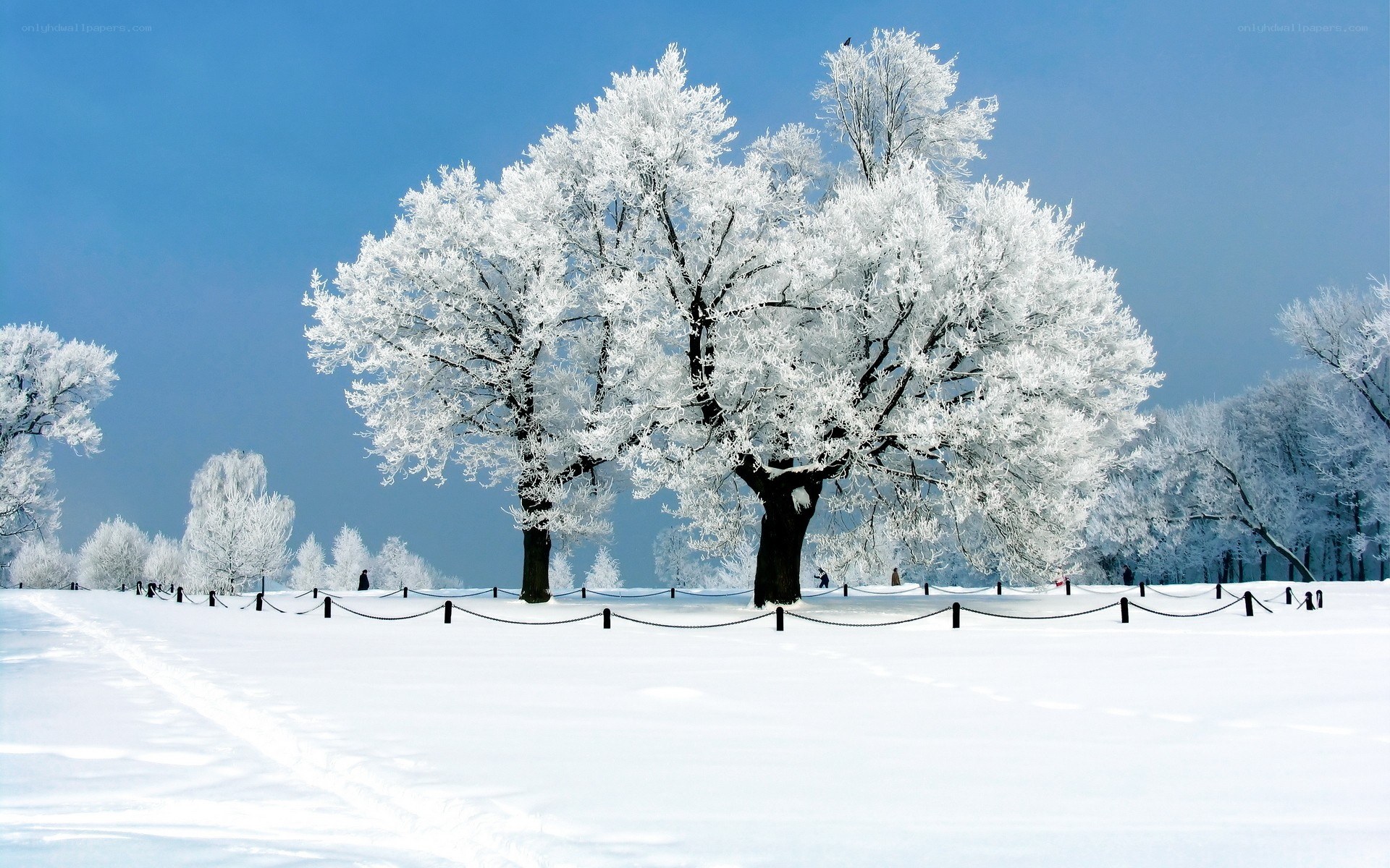 frost-covered trees in winter