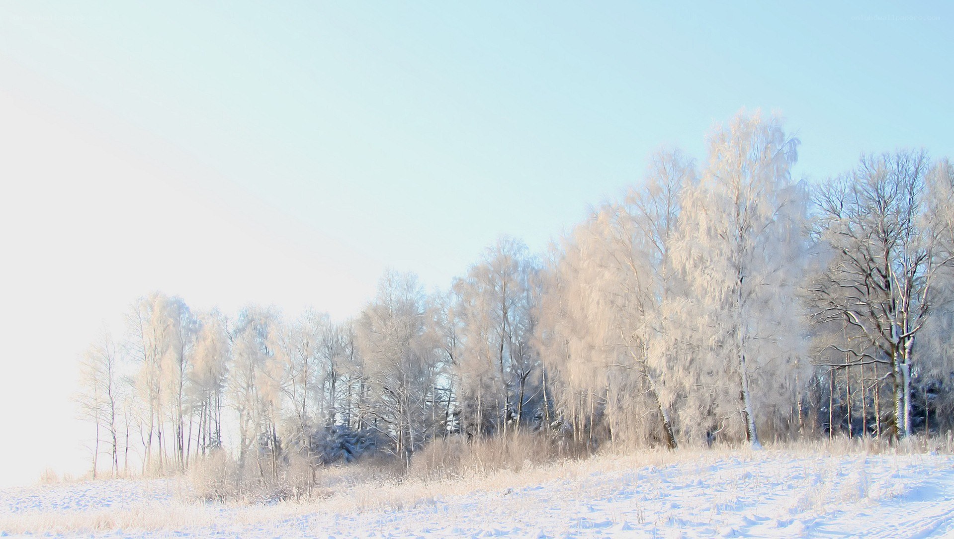 frost-covered trees in winter