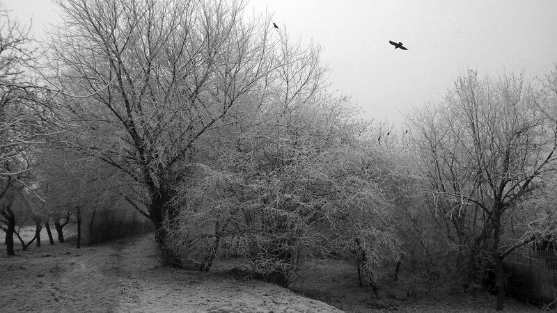 Frost-covered Trees in Winter — Black