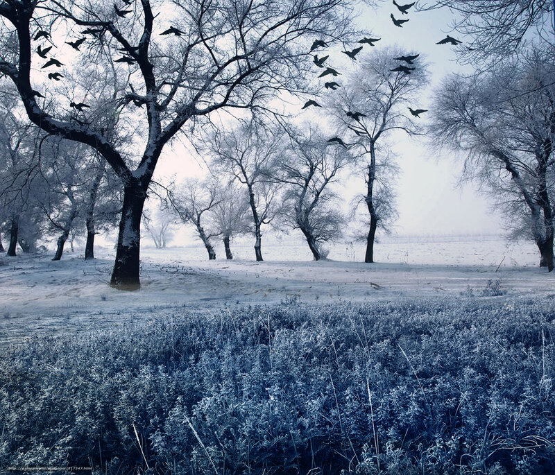 Frost-covered Trees in Winter — Blue, Cold