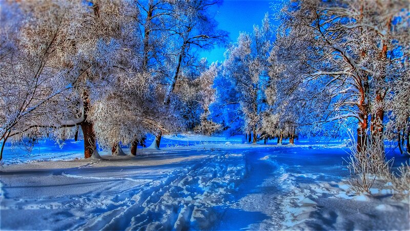Frost-covered Trees in Winter — Blue, Serene, Photograph, Snow, Path