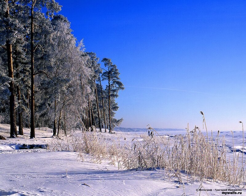 Frost-covered Trees in Winter — Blue, Serene, Photograph, Snow, Sky, Reeds
