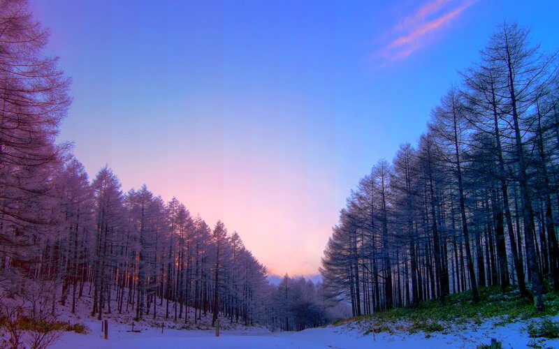 Frost-covered Trees in Winter — Blue, Serene, Photograph, Snow