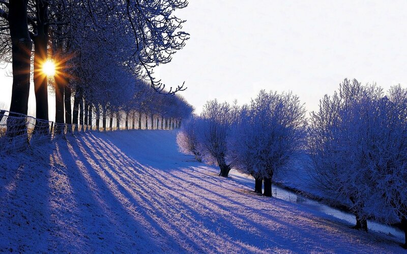 Frost-covered Trees in Winter — Blue, Serene, Photograph, Sun
