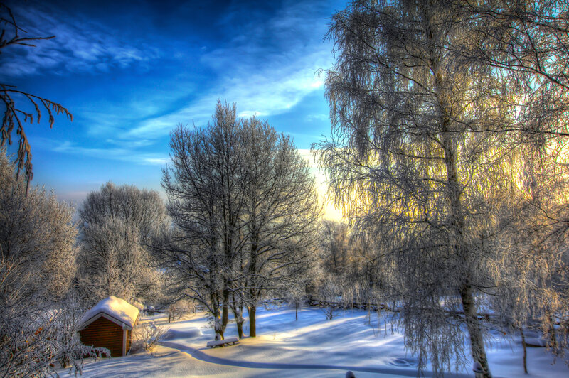 Frost-covered Trees in Winter — Blue, Serene, Photograph