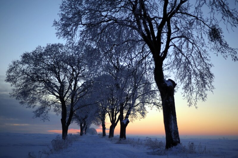 Frost-covered Trees in Winter — Blue, Serene