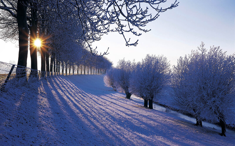 Frost-covered Trees in Winter — Blue