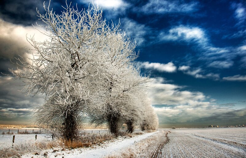 Frost-covered trees in winter field