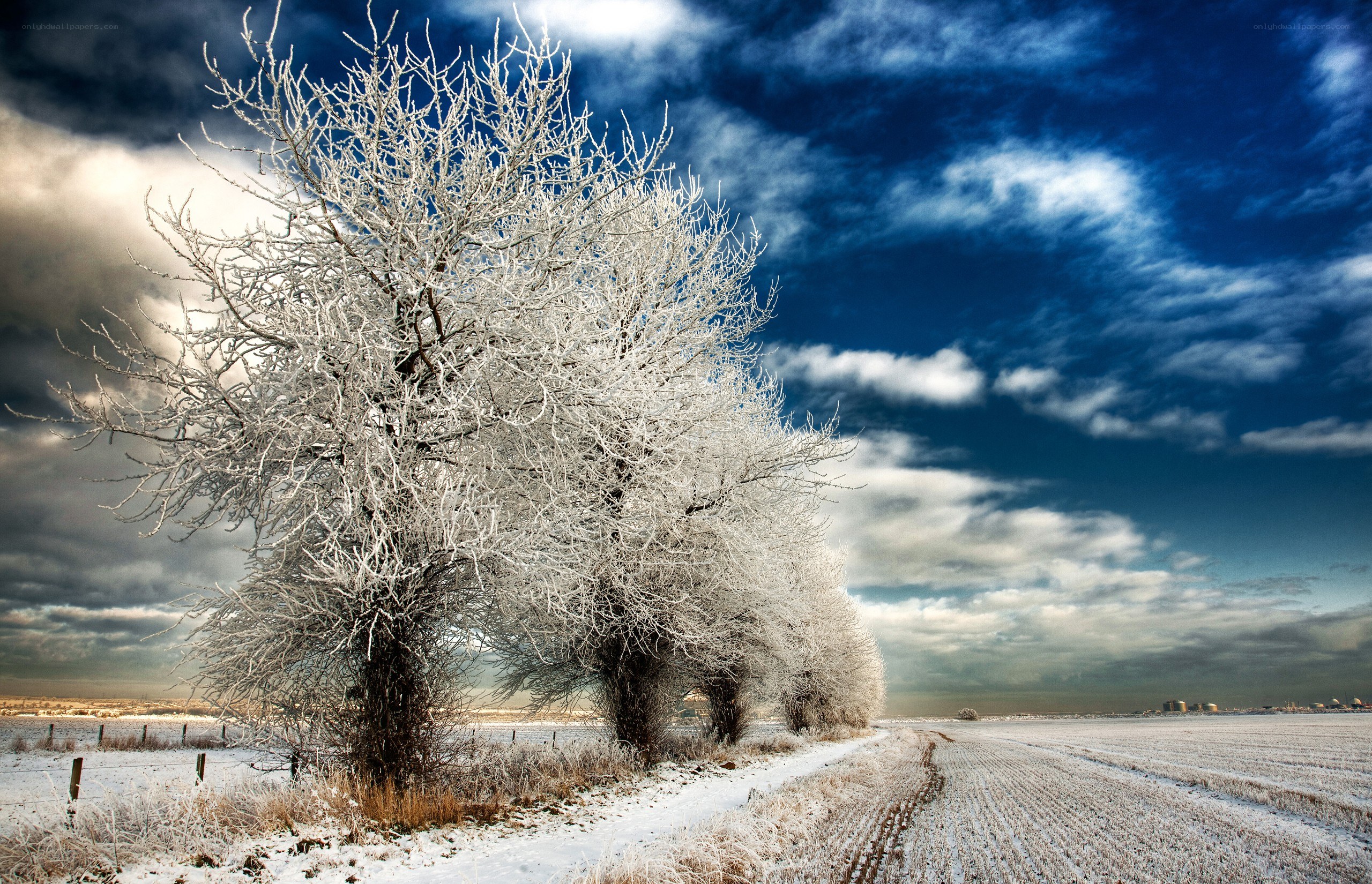 Frost-covered trees in winter field
