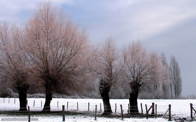 Frost-covered trees in winter field