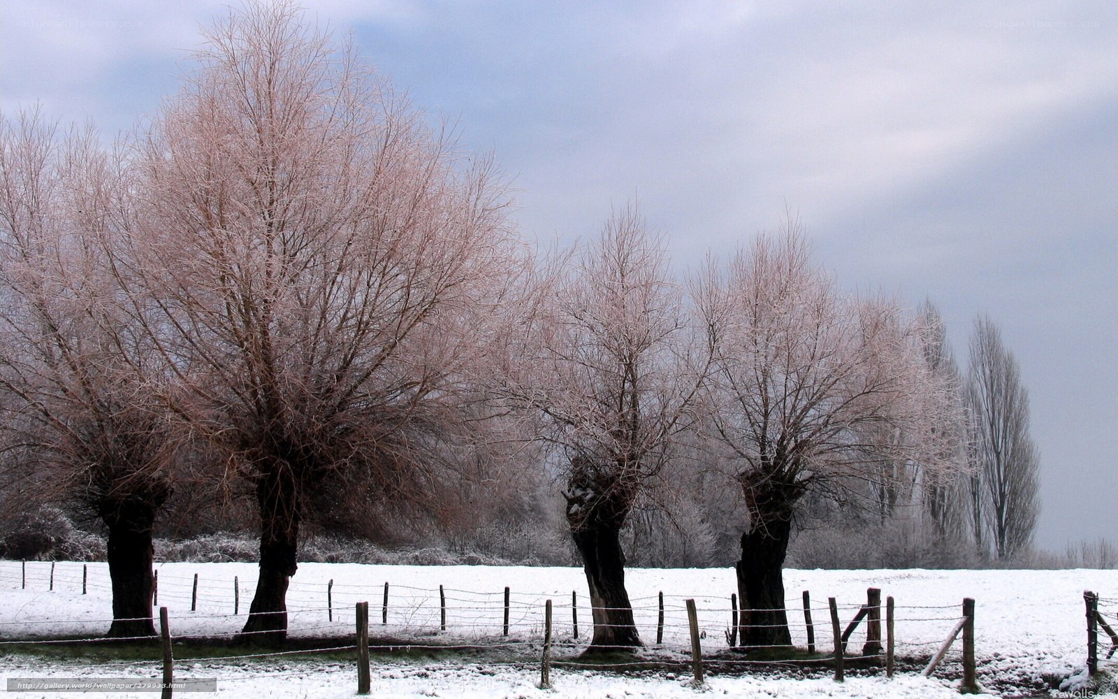Frost-covered trees in winter field