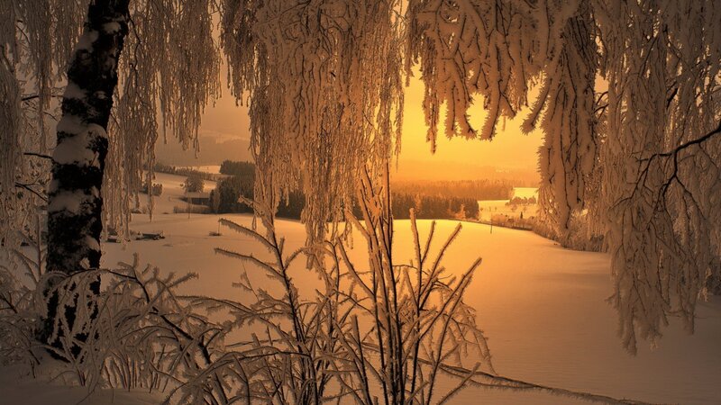 Frost-covered Trees in Winter — Orange, Serene