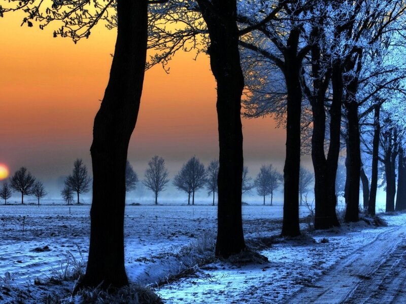 Frost-covered Trees in Winter — Orange